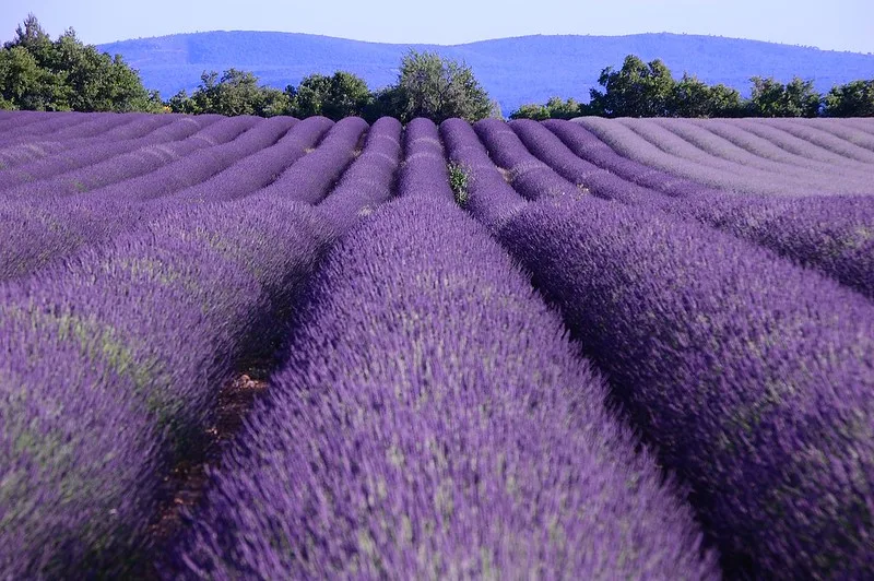 Read more about the article Provence Day Trips