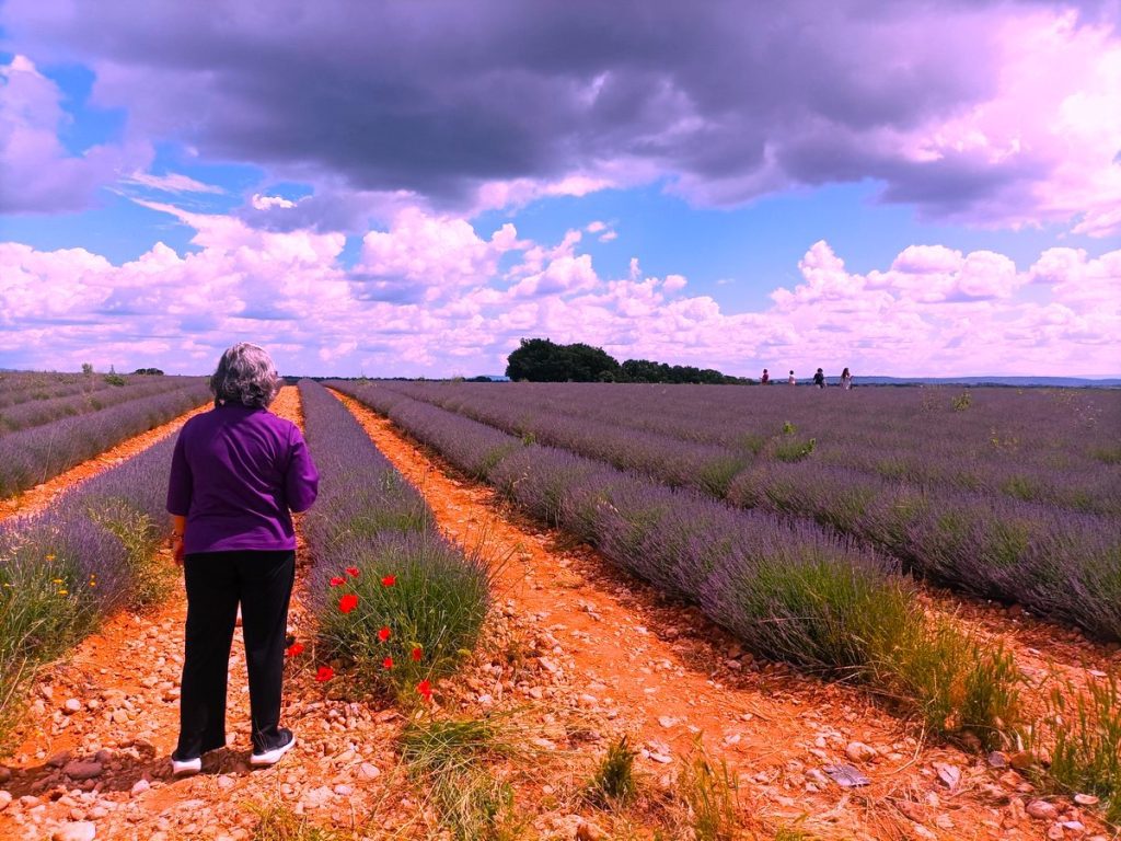 Lavender tour, Lavender in Provence, Tour to the lavender fields, Romain Bouchaud