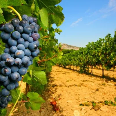 Tour to Avignon and Châteauneuf-du-Pape – 8 Hours