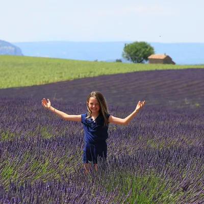 Lavender tour in Valensole – 8 hours