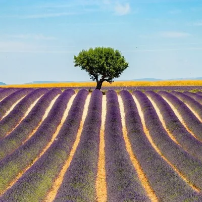 Lavender tour in Valensole