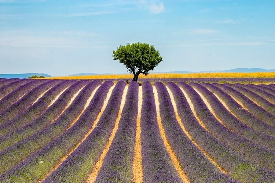 Tur lavender di Valensole