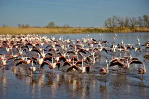 Turne private ne Camargue