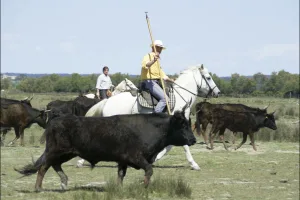 Turne private ne Camargue