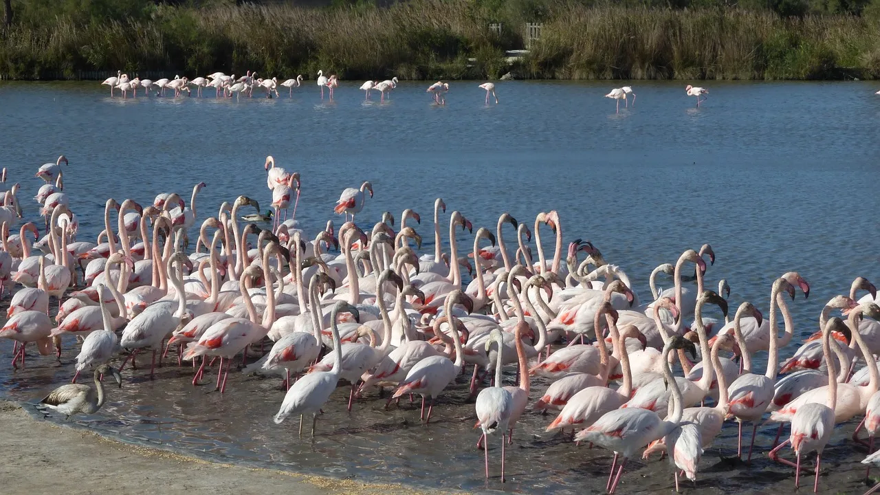 Turne ne Camargue