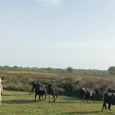 Private tour in Camargue – 8 hours